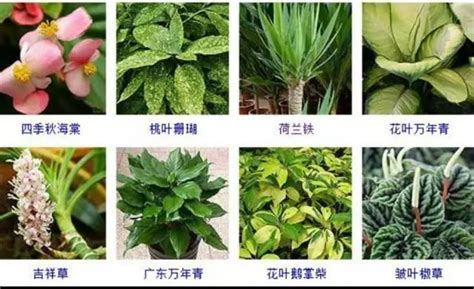 水 培 植物|你知道嗎？這68種植物都可以水培！（附水培養護要。